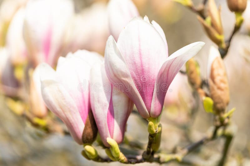 Makro- spodeczek magnolia obrazy royalty free Makro- spodeczek magnolia obrazy royalty free