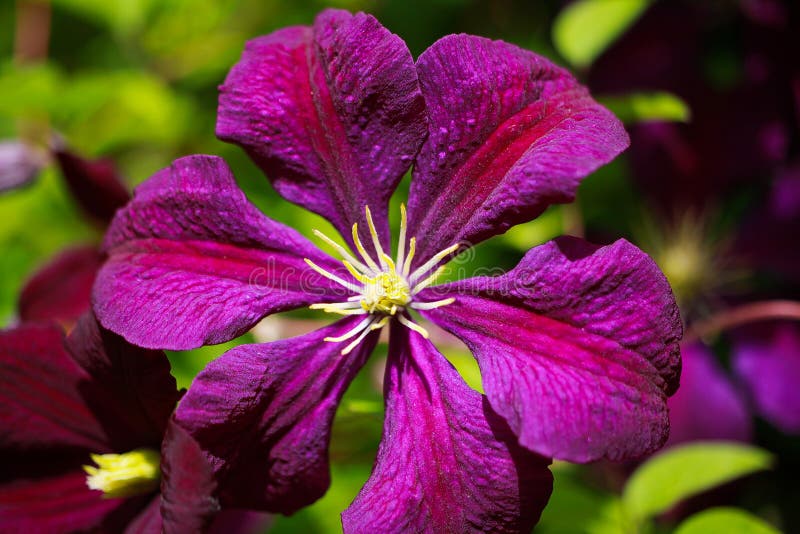 Makro stänger sig upp av rosa romantika för president för viticaria för blommablomningklematis royaltyfri foto Makro stänger sig upp av rosa romantika för president för viticaria för blommablomningklematis royaltyfri foto