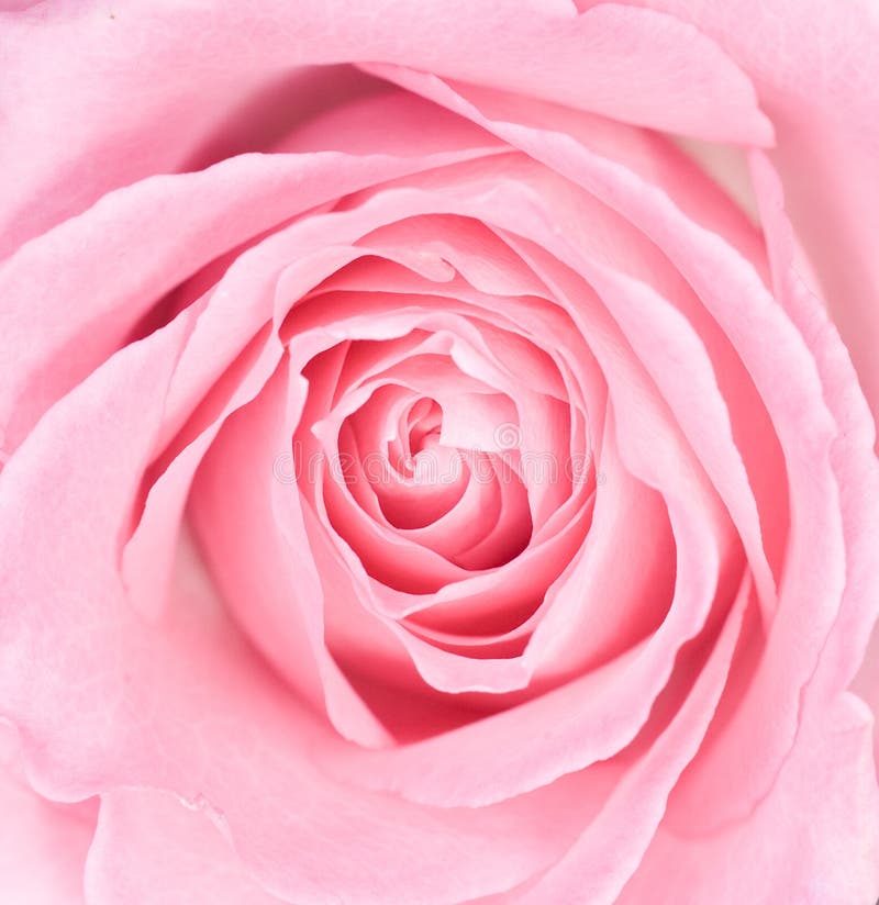 Makro von einer rosafarbenen Rose stockfotografie