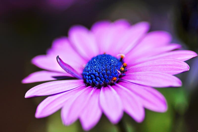 Makro- zakończenia przylądka osteospermum stokrotki fiołkowy purpurowy Afrykański kwiat