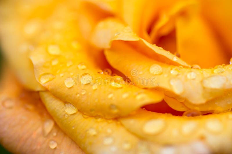 Makro- zakończenie up na żółtej pomarańcze róży z rosa kroplami fotografia royalty free Makro- zakończenie up na żółtej pomarańcze róży z rosa kroplami fotografia royalty free
