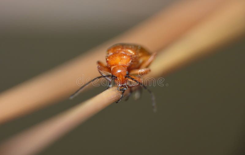 Makro- zakończenie w górę pospolitej czerwonej żołnierz ścigi fotografii nabierającej UK w połowie lato fotografia stock Makro- zakończenie w górę pospolitej czerwonej żołnierz ścigi fotografii nabierającej UK w połowie lato fotografia stock