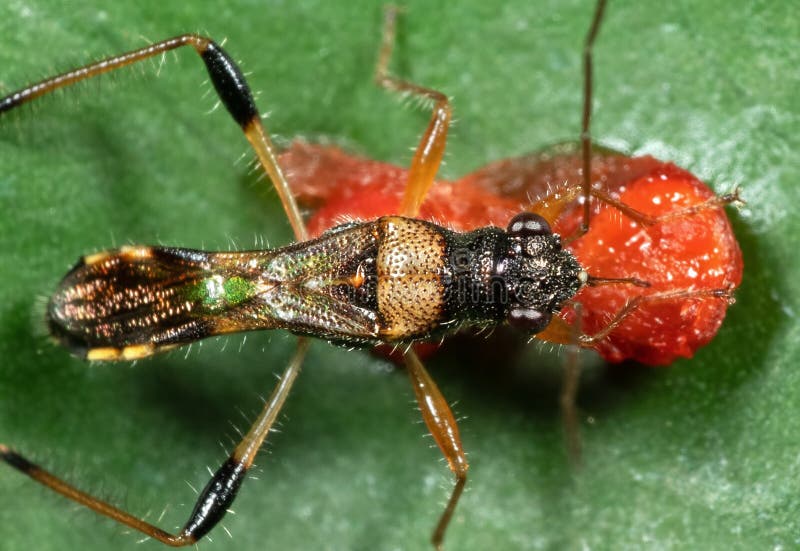 Makro zdjęcia Assassin Bug to jedzenie owoców na liściu obraz stock Makro zdjęcia Assassin Bug to jedzenie owoców na liściu obraz stock