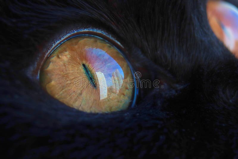 High quality photo about macro photo of a cat& x27;s eye black cat looks at the sky reflection in the eye. High quality photo about macro photo of a cat& x27;s eye black cat looks at the sky reflection in the eye