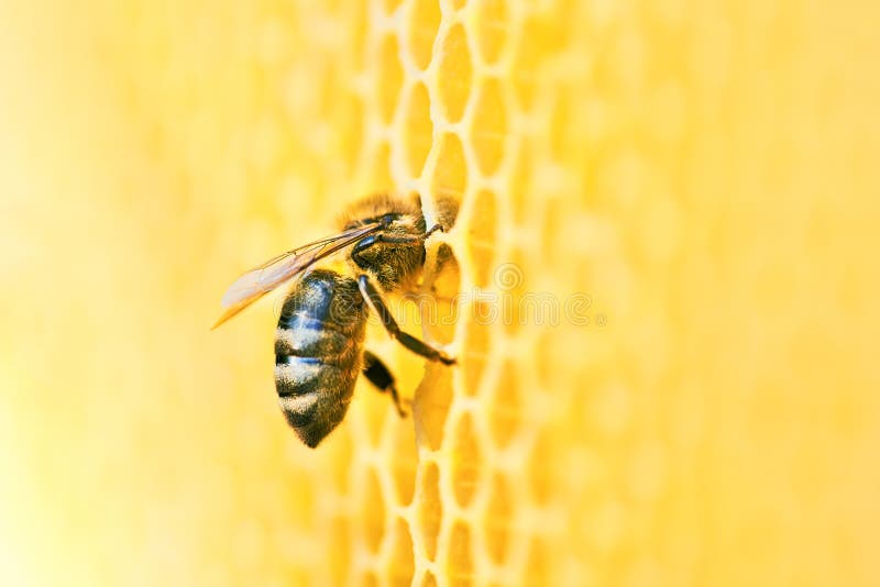 Makro zdjęcie ulu pszczoły na plastrze miodnym z powietrzem Pszczoły produkują świeże, zdrowe, miód fotografia stock