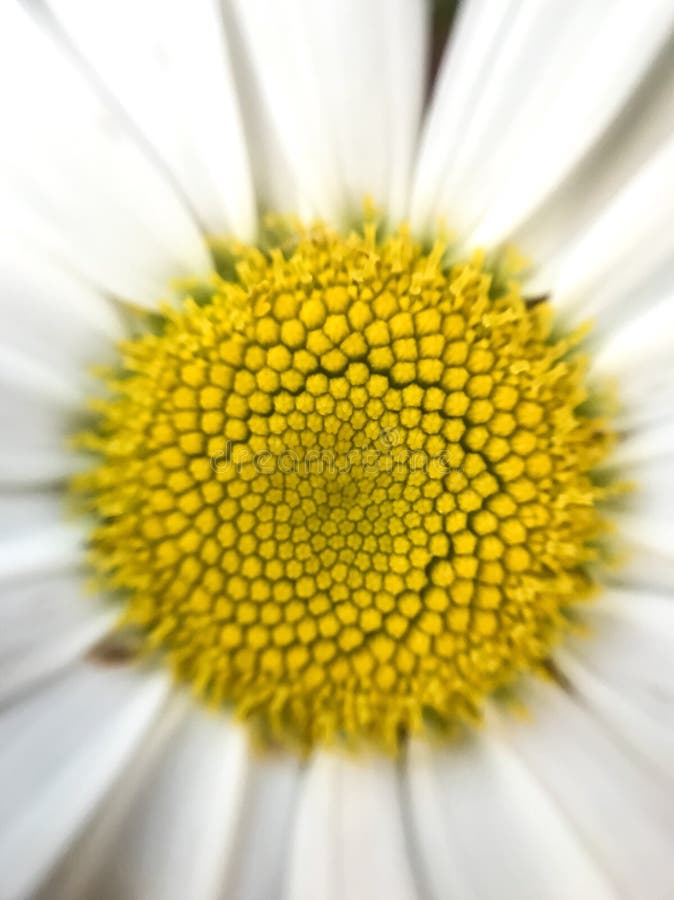 Mitte Einer Blume Bild. Bild 8116872