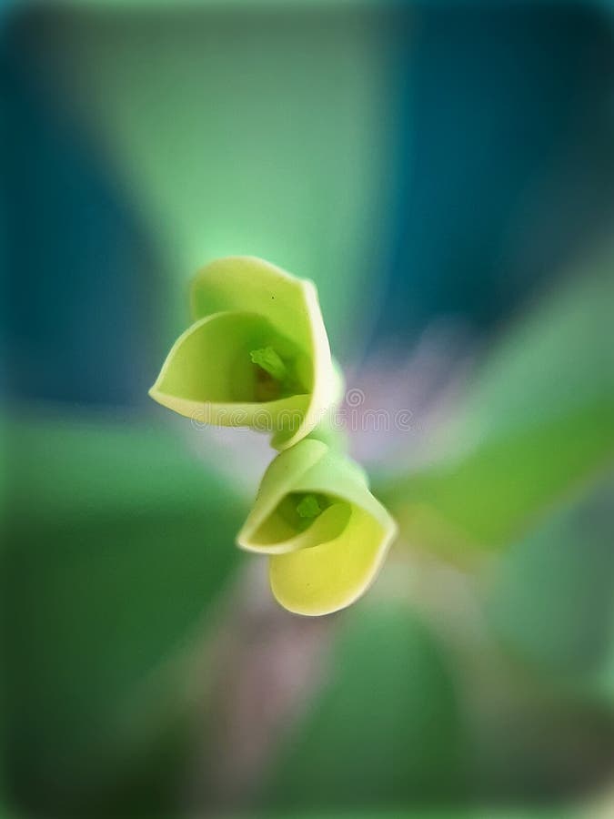 Makroaufnahme kleiner Euphorbia Milii-Blumen stockfotos Makroaufnahme kleiner Euphorbia Milii-Blumen stockfotos