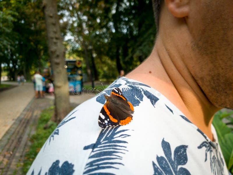 Makrobilden av den härliga orange fjärilen som sitter på personer, knuffar på parkerar arkivbilder Makrobilden av den härliga orange fjärilen som sitter på personer, knuffar på parkerar arkivbilder
