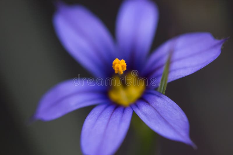 Macro shot of flower on stem. Macro shot of flower on stem