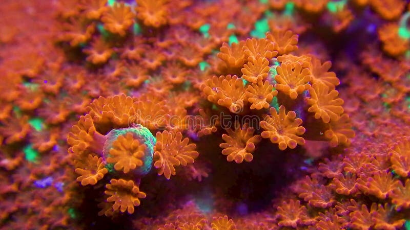 Makroclip grüner und roter montipora Koralle mit Polypbewegung und -lautem Summen heraus