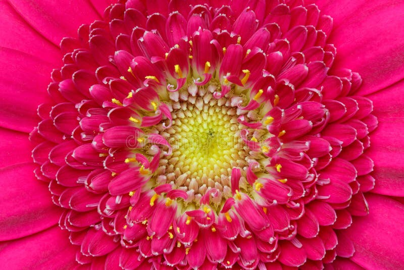 Makrodetalj av av en rosa gerberblomma royaltyfri fotografi Makrodetalj av av en rosa gerberblomma royaltyfri fotografi