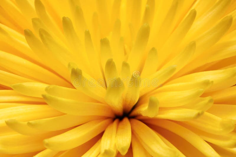 Gul chrysanthemumblommamakro arkivfoto Gul chrysanthemumblommamakro arkivfoto