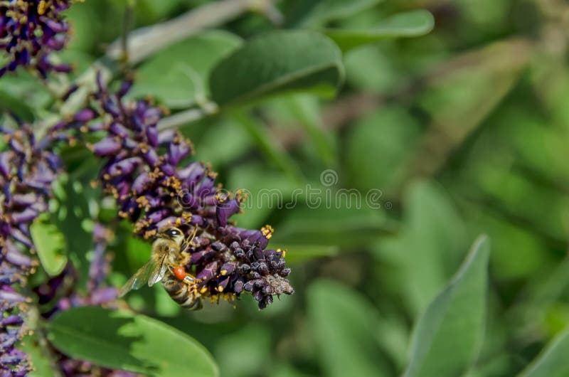 Makroen som är nära av honungbiet som samlar pollen från lilor, blommar upp arkivfoton Makroen som är nära av honungbiet som samlar pollen från lilor, blommar upp arkivfoton