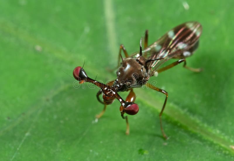 Makrofoto av densynade flugan på det gröna bladet fotografering för bildbyråer Makrofoto av densynade flugan på det gröna bladet fotografering för bildbyråer
