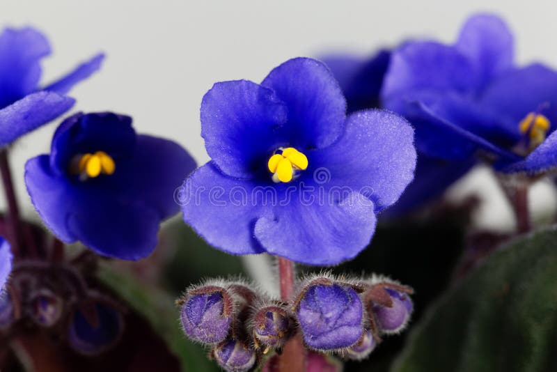 Makrofoto av en blomma av en afrikansk violet arkivbilder Makrofoto av en blomma av en afrikansk violet arkivbilder
