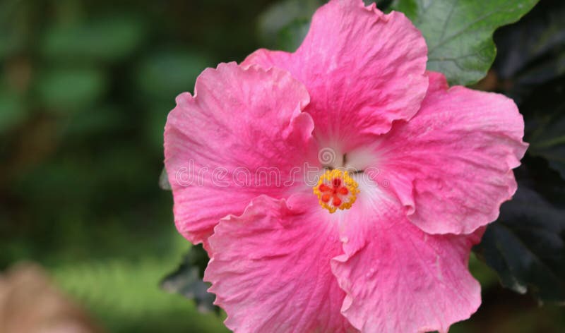 Makrofoto av en blommande rosa hibiscus-blomma som symboliserar skönhetens tropiska natur och botanisk elegans. fotografering för bildbyråer