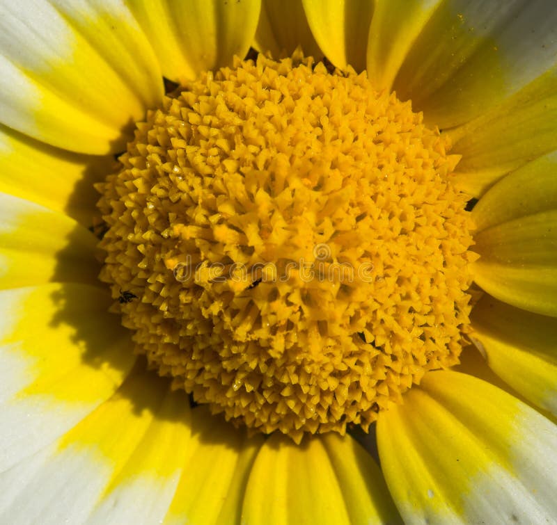 Makrofoto av tusenskönan arkivbild Makrofoto av tusenskönan arkivbild