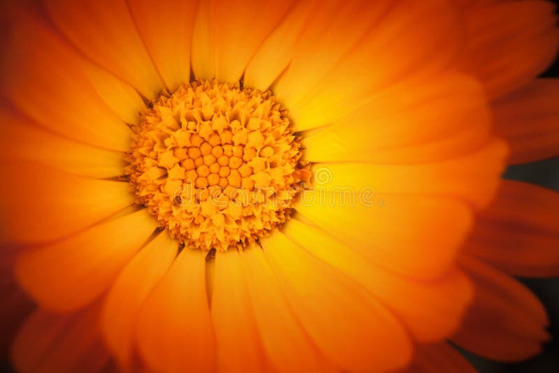 Makrofoto der gelben Calendulablume lizenzfreie stockfotos