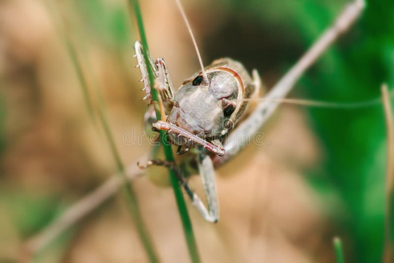 Makrofoto der Heuschrecke sitzend auf dem Gras stockbild Makrofoto der Heuschrecke sitzend auf dem Gras stockbild