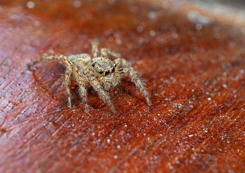 Makrofoto der springenden Spinne lokalisiert auf hölzernem Hintergrund lizenzfreie stockfotografie Makrofoto der springenden Spinne lokalisiert auf hölzernem Hintergrund lizenzfreie stockfotografie