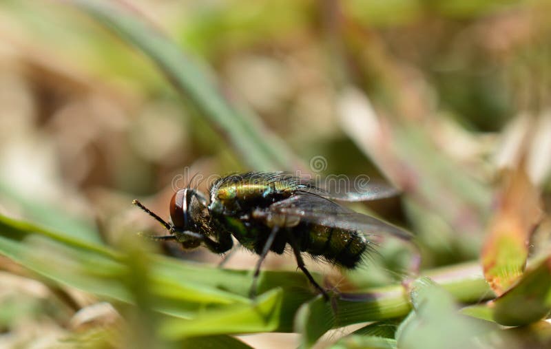 Makrofoto einer Fliege, die es ` s Blütenstaub weg von ihm ` s Beine auf einem Grashalm säubert lizenzfreie stockbilder Makrofoto einer Fliege, die es ` s Blütenstaub weg von ihm ` s Beine auf einem Grashalm säubert lizenzfreie stockbilder