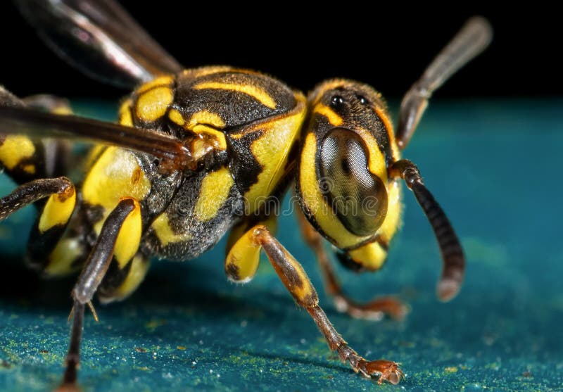 Macro Photography of Wasp on Blue Floor. Macro Photography of Wasp on Blue Floor