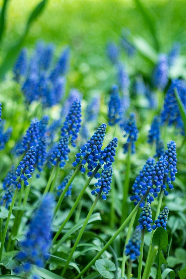 Makrofotofr?hlingsbetriebsblume Muscari armeniacum Purpurroter Muscari Blumen des Hintergrundes mit gr?nen Bl?ttern Blauer Muscar lizenzfreies stockbild Makrofotofr?hlingsbetriebsblume Muscari armeniacum Purpurroter Muscari Blumen des Hintergrundes mit gr?nen Bl?ttern Blauer Muscar lizenzfreies stockbild