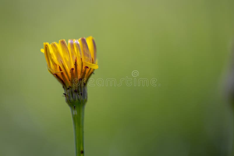 Makrofotografi av en maskros som blommar blomman arkivbild
