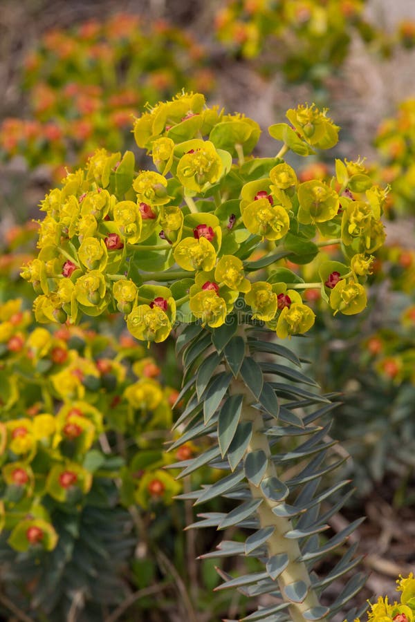 Makrofotografi av en vilda blommans euphorbia myrsinites arkivbilder