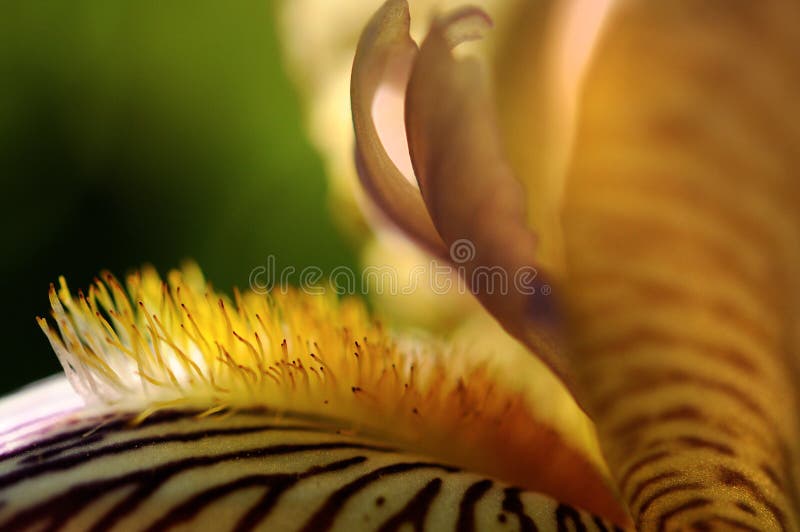Makrofotografia irysowi kwiatów szczegóły płatki i stamens zdjęcie stock Makrofotografia irysowi kwiatów szczegóły płatki i stamens zdjęcie stock