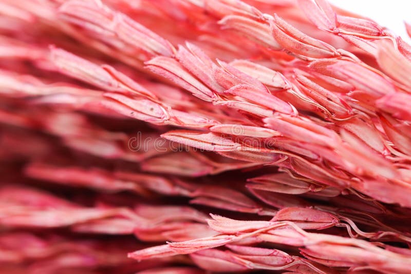 Makrogruppen-rosa und orange Ohren des Weizenhintergrundes