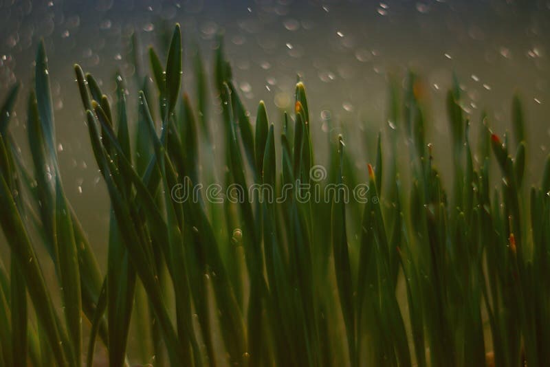 Makromoos verwischen schön lizenzfreie stockfotografie Makromoos verwischen schön lizenzfreie stockfotografie