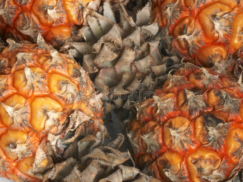 Makronahaufnahme der kleinen Ananas lizenzfreies stockfoto Makronahaufnahme der kleinen Ananas lizenzfreies stockfoto