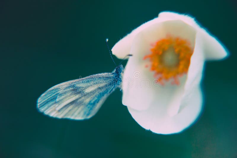Makronahaufnahme einer Blume und des sch?nen Schmetterlinges auf ihm auf undeutlichem Hintergrund stockbilder Makronahaufnahme einer Blume und des sch?nen Schmetterlinges auf ihm auf undeutlichem Hintergrund stockbilder