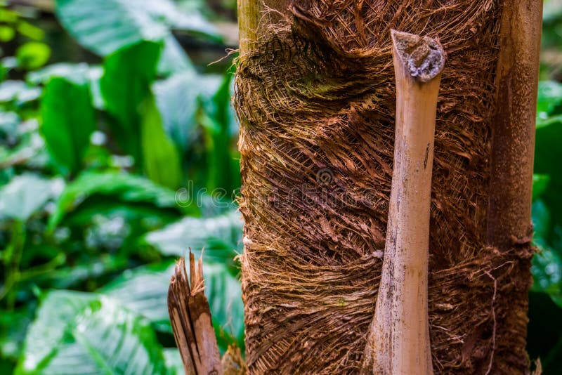 Makronahaufnahme eines Palmestammes, tropischen des Naturhintergrundes, der populären Gartenpflanzen und der Bäume stockfotografie Makronahaufnahme eines Palmestammes, tropischen des Naturhintergrundes, der populären Gartenpflanzen und der Bäume stockfotografie