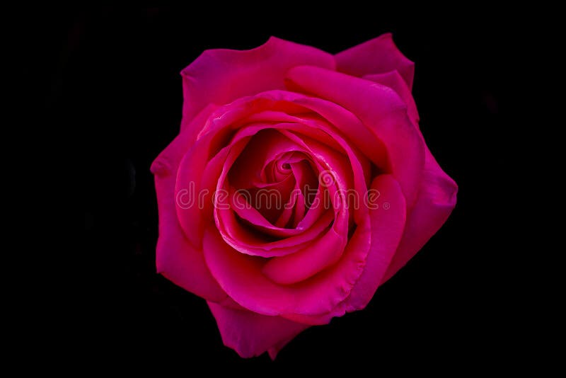 Makrorosarosenblume und schwarzer Hintergrund lizenzfreie stockbilder Makrorosarosenblume und schwarzer Hintergrund lizenzfreie stockbilder