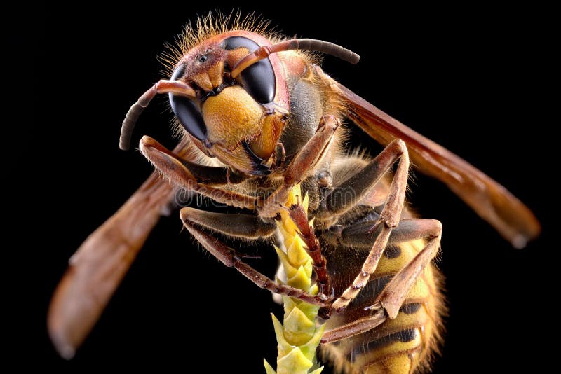 Makroschuß der Hornisse oder der gelben Jacke lizenzfreie stockfotos