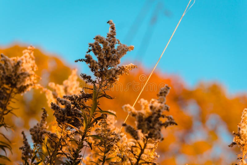 Makroschüsse von Anlagen während eines Herbstes wandern lizenzfreie stockbilder Makroschüsse von Anlagen während eines Herbstes wandern lizenzfreie stockbilder