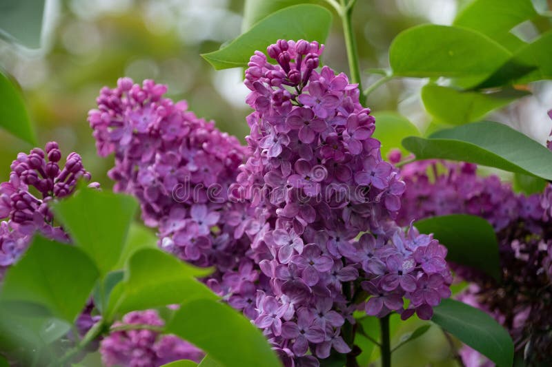 Makroskott av lilac-blommor på våren fotografering för bildbyråer