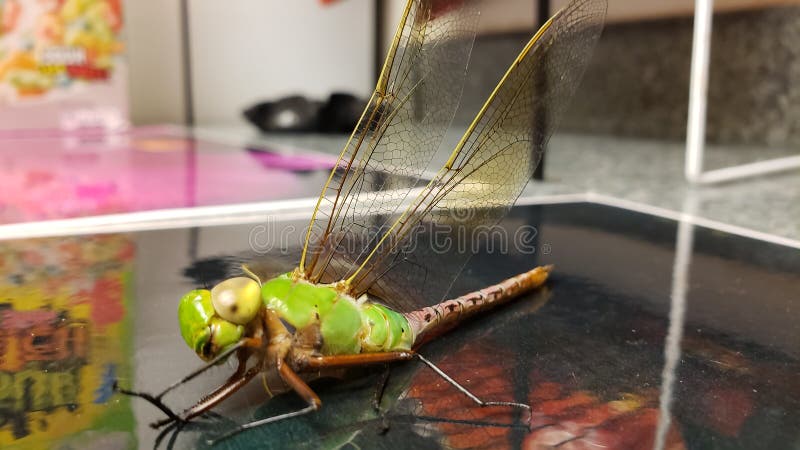 Makroskott på en drakflygning royaltyfri fotografi Makroskott på en drakflygning royaltyfri fotografi