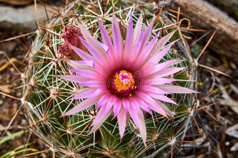 Makroslut upp av den Escobaria för Vivaparous foxtailkaktus viviparaen Texas Wildflowers arkivbild Makroslut upp av den Escobaria för Vivaparous foxtailkaktus viviparaen Texas Wildflowers arkivbild