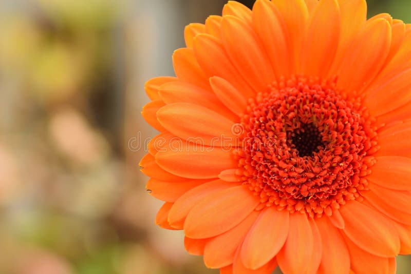 Makrosommarbakgrund av blomman för orange tusensköna i horisontalram royaltyfri foto Makrosommarbakgrund av blomman för orange tusensköna i horisontalram royaltyfri foto