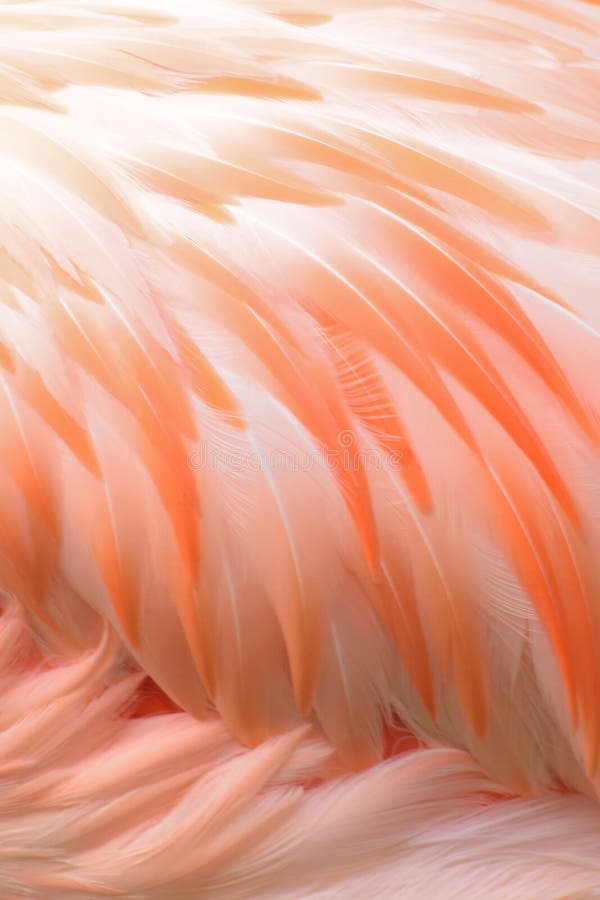 Makrotextur av flamingofågelfjädrar arkivbilder Makrotextur av flamingofågelfjädrar arkivbilder
