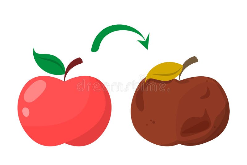 Mala Manzana Podrida La Fruta Fresca Roja Se Convierte En Mal Vector  Aislado Stock de ilustración - Ilustración de lifestyle, calidad: 161571579