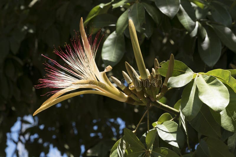 Malabar Chestnut Tree (Pachira Aquatica) with Blue Sky Background