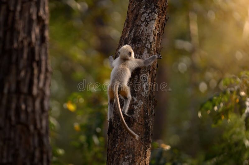 Malabar Sacred Langur jump, Semnopithecus hypoleucos, grey monkey in nature habitat. Langur in the dry forest, evening light in trees, Kabibi Nagarhole NP in India. Asia, nature wildlife. Young monkey. Semnopithecus hypoleucos stock images, royalty-free photos and pictures