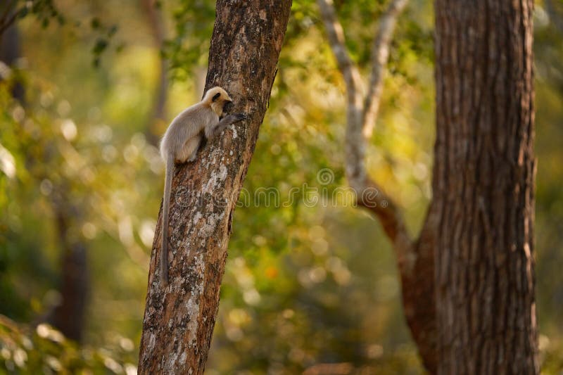 Malabar Sacred Langur, Semnopithecus hypoleucos, grey monkey in the nature habitat. Langur in the dry forest, evening light in trees, Kabibi Nagarhole NP in India. Asia, nature wildlife. Semnopithecus hypoleucos stock images, royalty-free photos and pictures