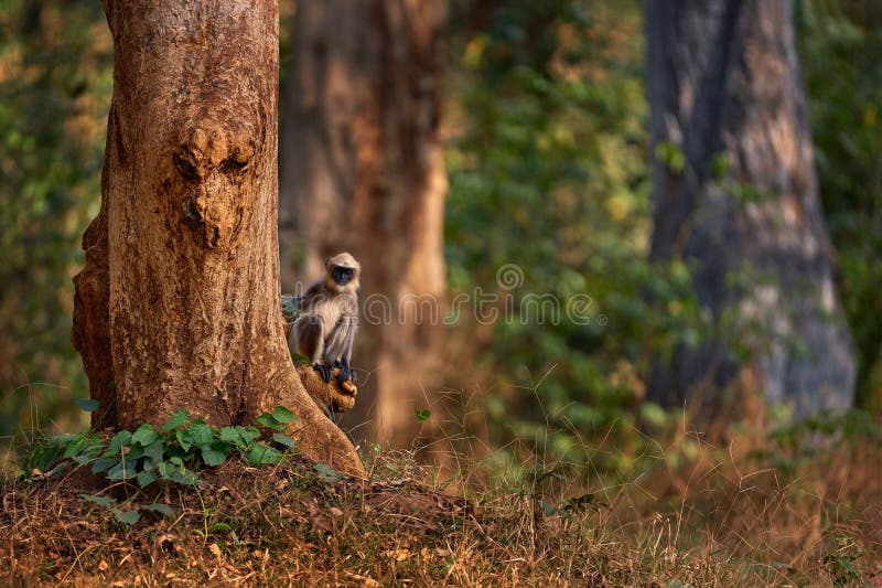 Malabar Sacred Langur, Semnopithecus hypoleucos, grey monkey in the nature habitat. Langur in the dry forest, evening light in trees, Kabibi Nagarhole NP in India. Asia, nature wildlife. Semnopithecus hypoleucos stock images, royalty-free photos and pictures