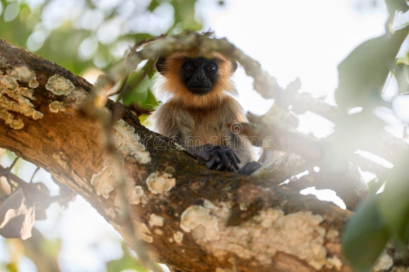 Malabar Sacred Langur, Semnopithecus hypoleucos, grey monkey in the nature habitat. Langur in the dry forest, evening light in trees, Kabibi Nagarhole NP in India. Asia, nature wildlife. Semnopithecus hypoleucos stock images, royalty-free photos and pictures