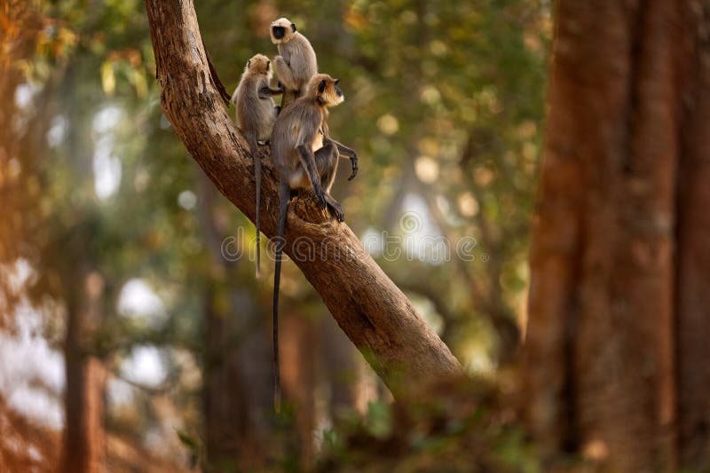 Malabar Sacred Langur, Semnopithecus hypoleucos, grey monkey in the nature habitat. Langur in the dry forest, evening light in trees, Kabibi Nagarhole NP in India. Asia, nature wildlife. Semnopithecus hypoleucos stock images, royalty-free photos and pictures